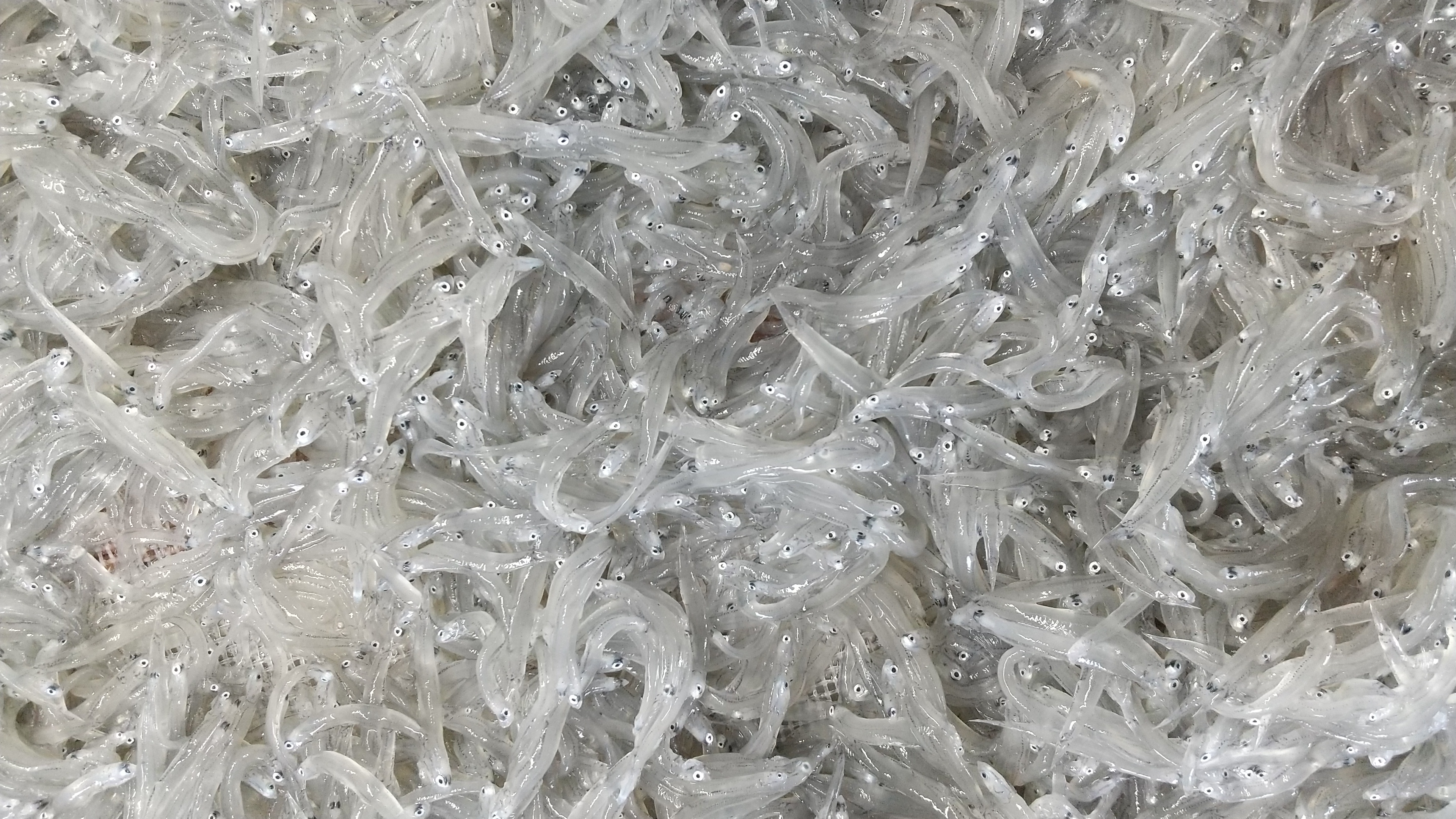 Premium Japanese shirasu from Shizuoka